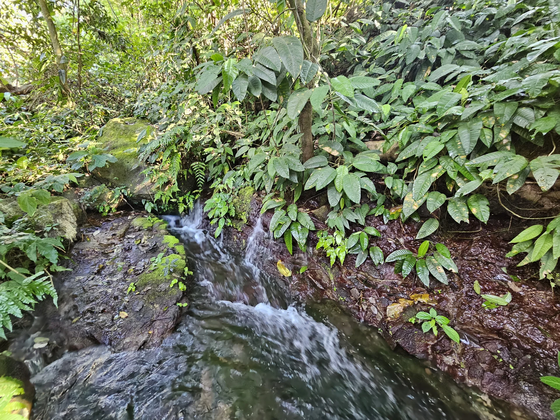 Naciente